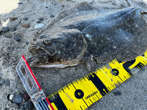 ヒラメの釣果