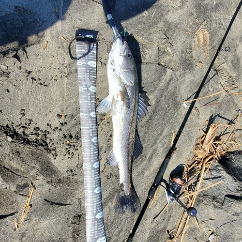 スズキの釣果