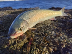 アメマスの釣果