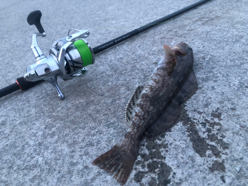 アブラコの釣果