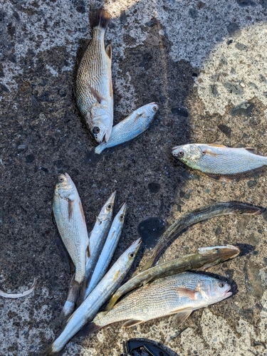 イワシの釣果