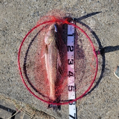 セイゴ（マルスズキ）の釣果
