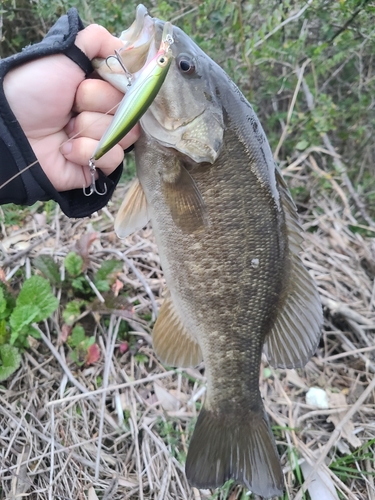 スモールマウスバスの釣果