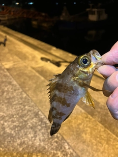 メバルの釣果