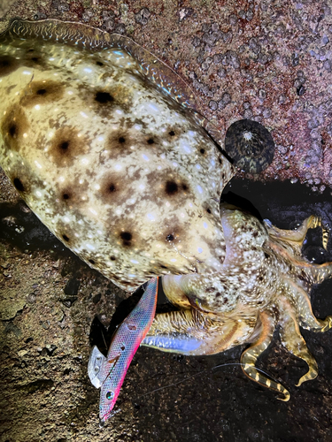 コブシメの釣果