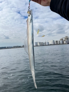 タチウオの釣果