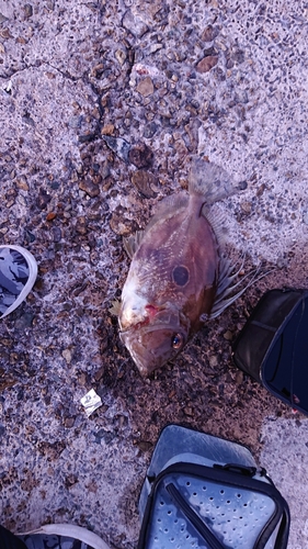 マトウダイの釣果