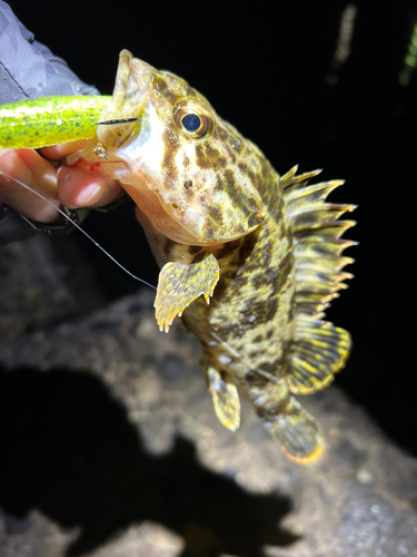 タケノコメバルの釣果