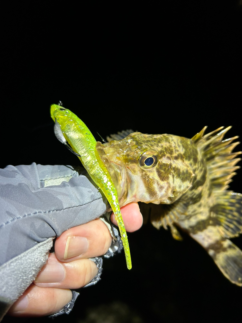 タケノコメバル