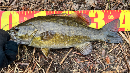 スモールマウスバスの釣果