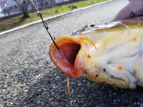 コイの釣果