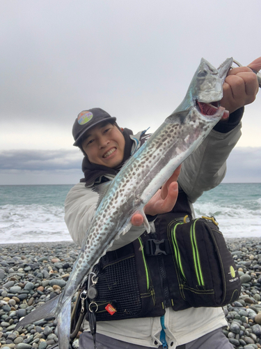 サゴシの釣果