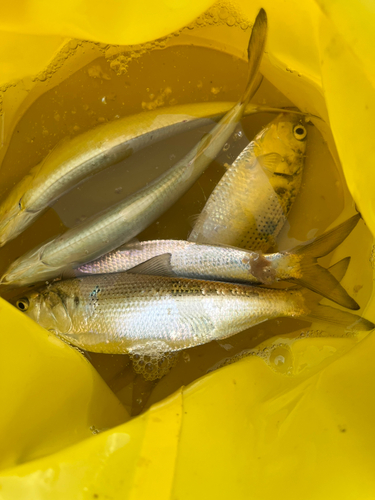 コノシロの釣果