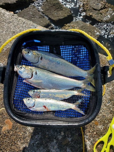 コノシロの釣果