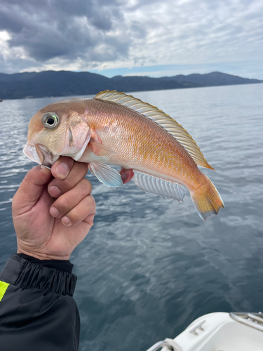 アマダイの釣果