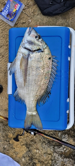 ミナミクロダイの釣果