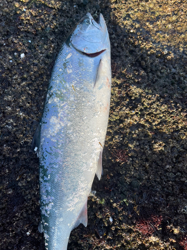 サクラマスの釣果