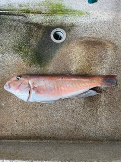 シロアマダイの釣果