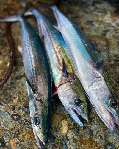 サゴシの釣果