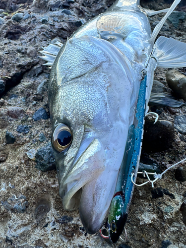 スズキの釣果