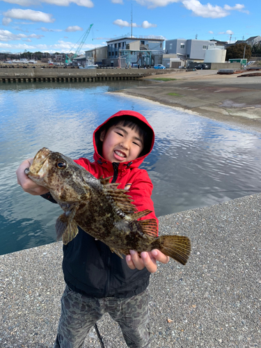 ソイの釣果