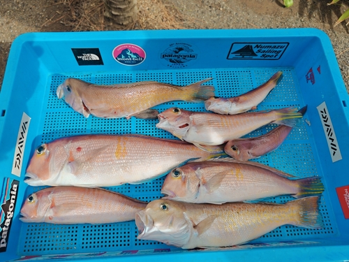 シロアマダイの釣果