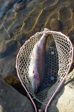 ニジマスの釣果