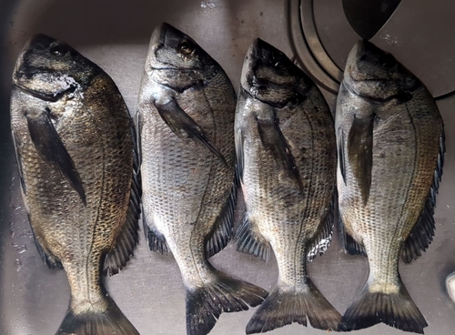 クロダイの釣果