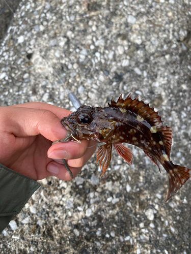 カサゴの釣果