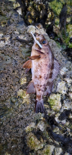 アカメバルの釣果