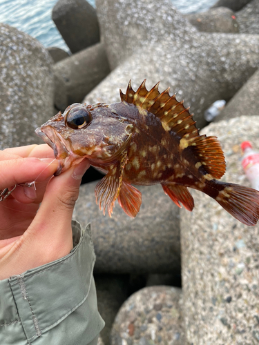 カサゴの釣果