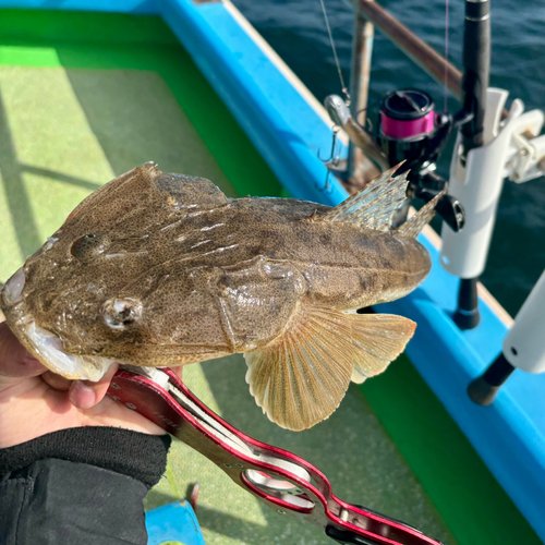 マゴチの釣果