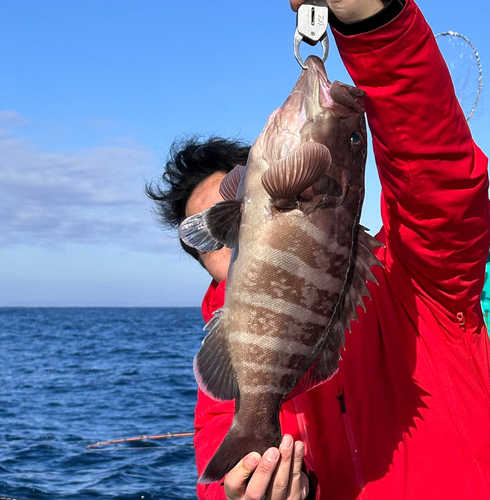 マハタの釣果