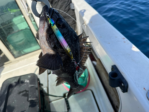 ウスメバルの釣果