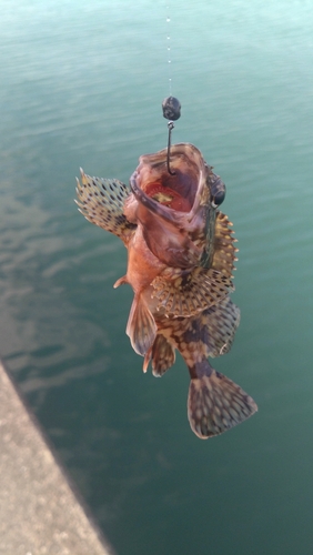 カサゴの釣果