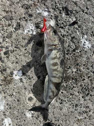 ホッケの釣果