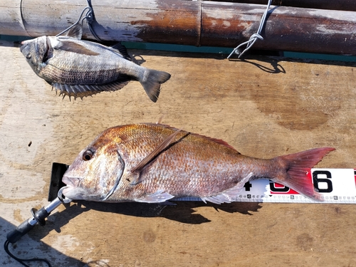 マダイの釣果