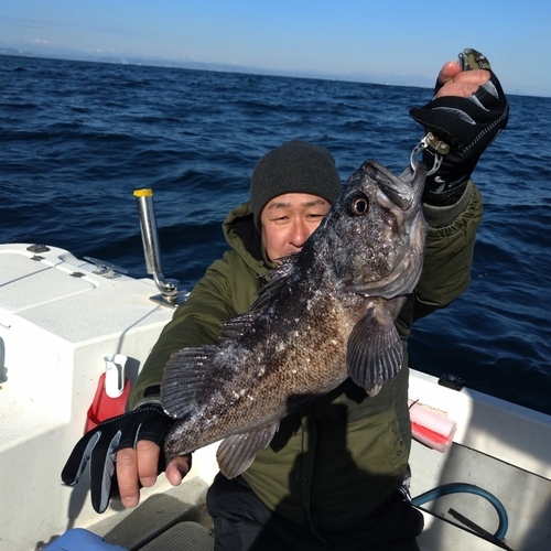 クロソイの釣果