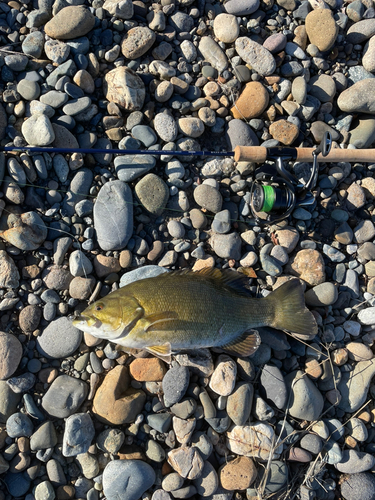 スモールマウスバスの釣果