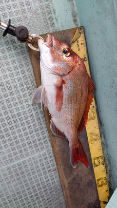 マダイの釣果