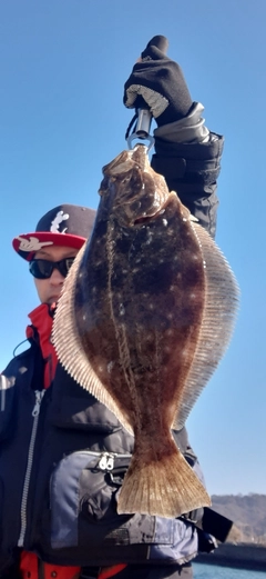 ヒラメの釣果