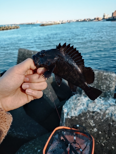 ガヤの釣果