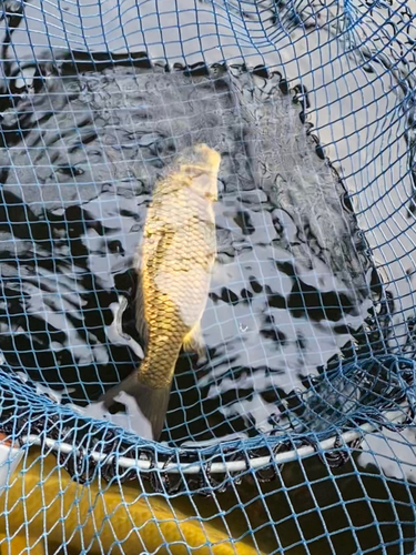 コイの釣果