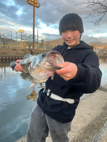 ブラックバスの釣果