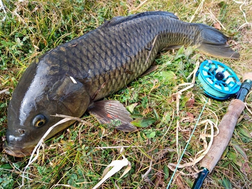 コイの釣果