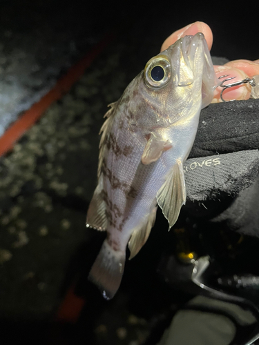 メバルの釣果