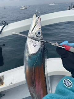 タチウオの釣果