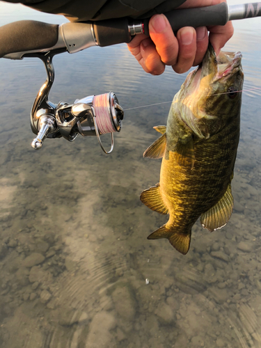 スモールマウスバスの釣果