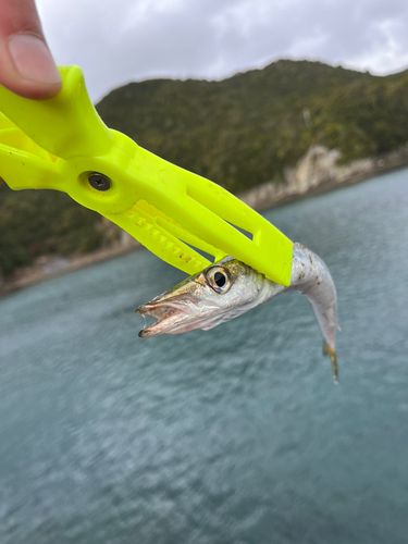 カマスの釣果