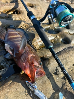 ヤミハタの釣果